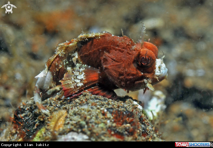 A scorpion fish