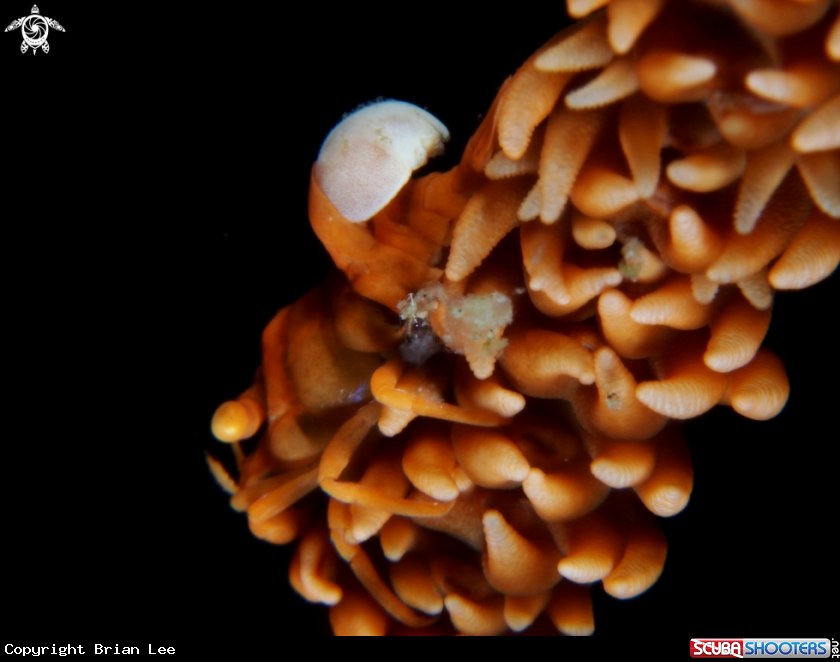 A Whip coral shrimp & Parasite
