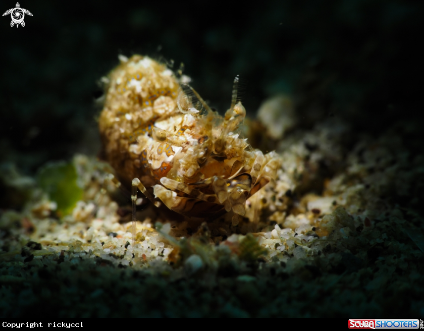 A Phyllognathia Simplex