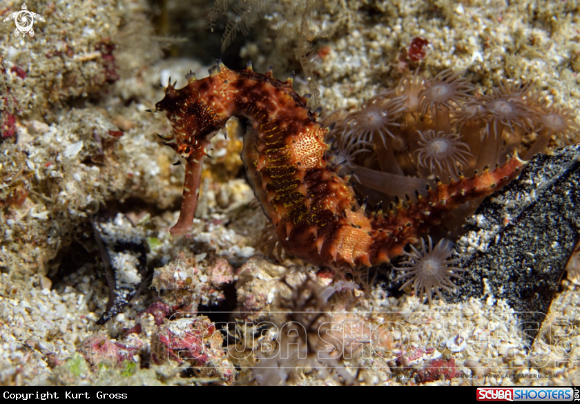 A Seahorse