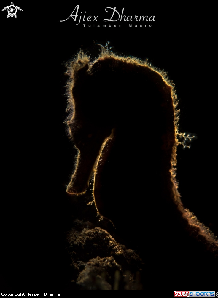 A Sea horse 