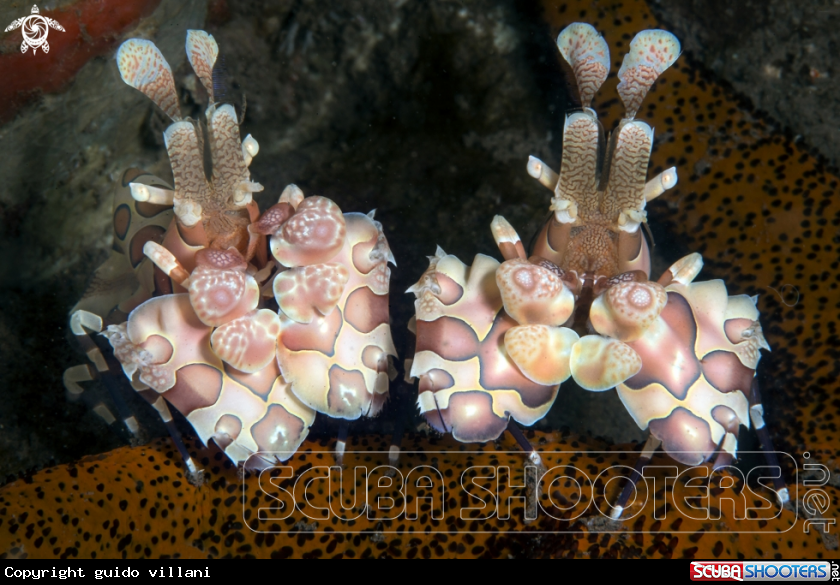 A Arlequin shrimp