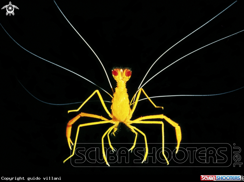 A Boxer shrimp, gambero meccanico