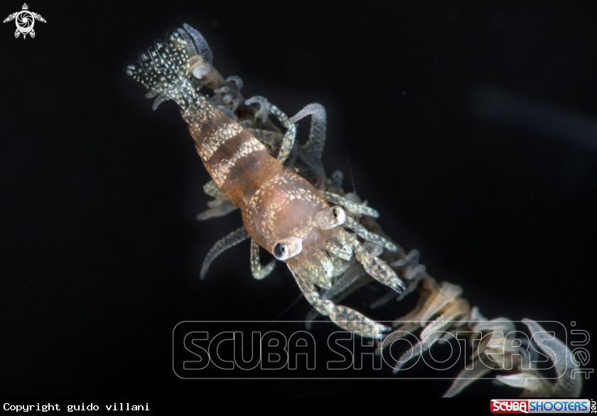 A Seawhip shrimp