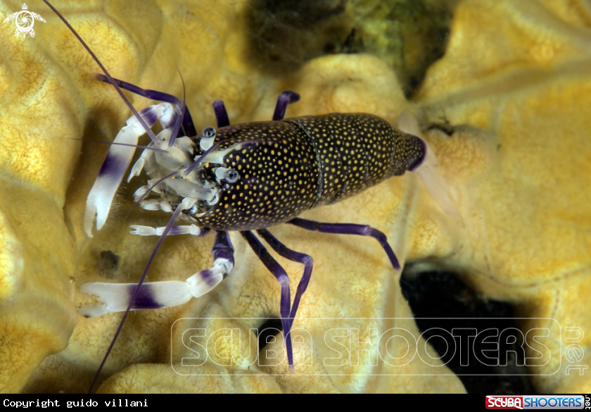 A Bumblbee shrimp