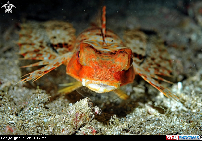 A reef fish