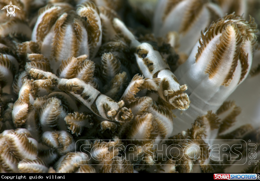 A Xenia shrimp