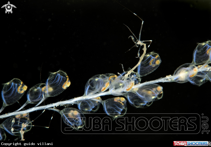 A Skeleton shrimp