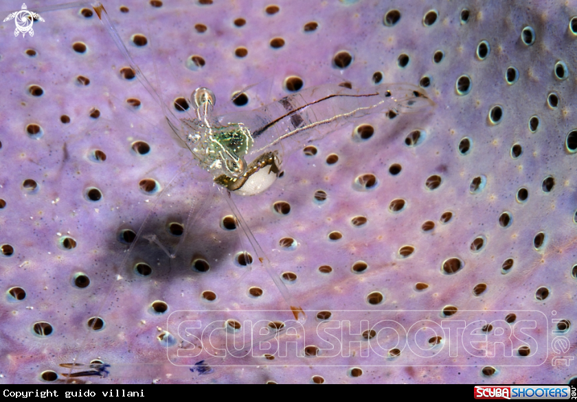 A Commensal shrimp