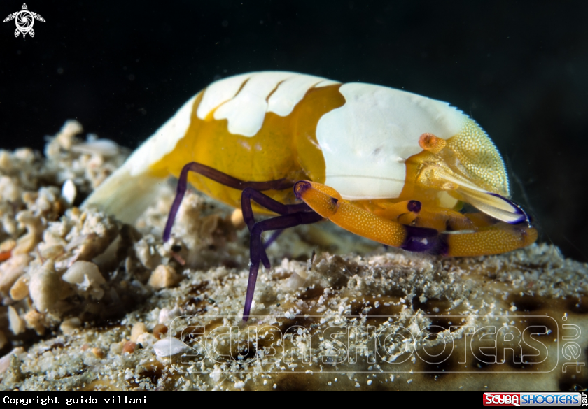 A Empereor shrimp
