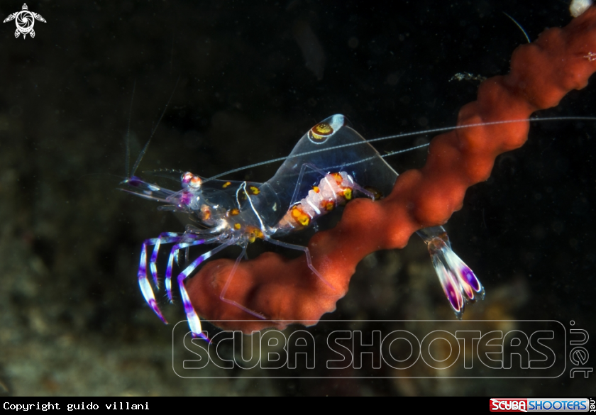A Commensal shrimp
