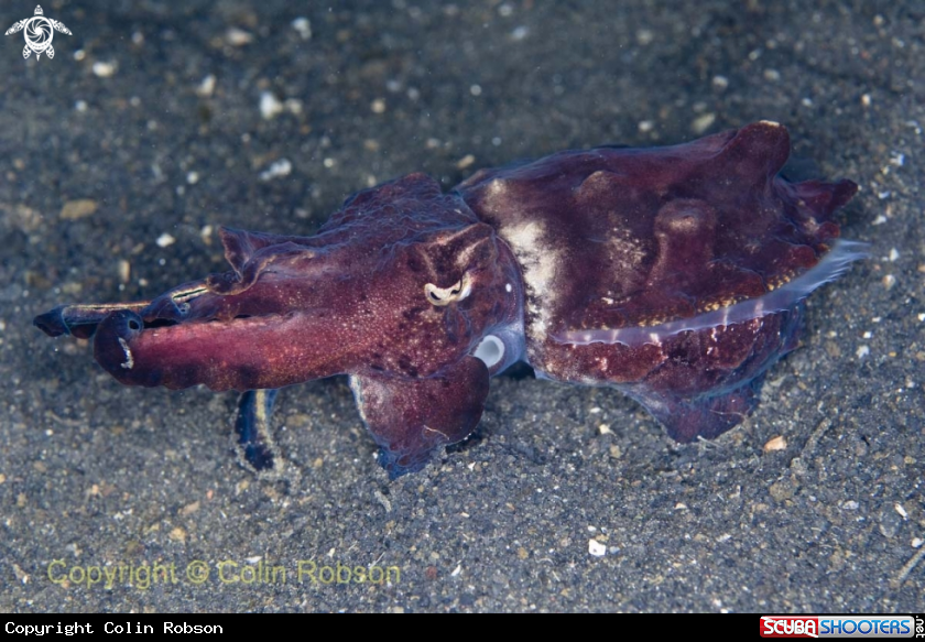 A cattel fish
