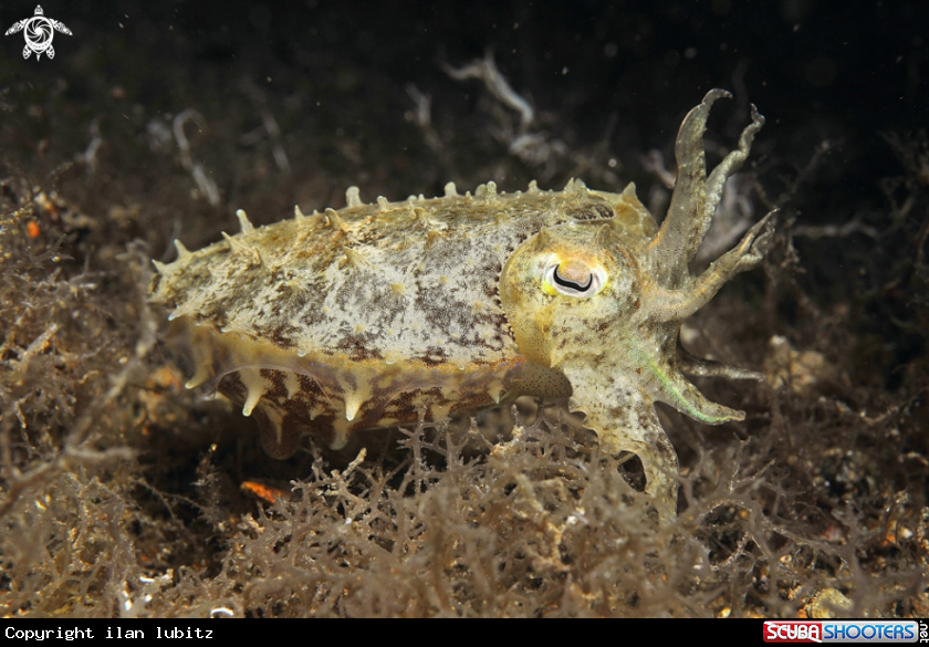 A cattelfish