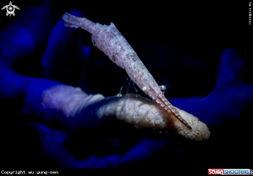A Saw blade shrimp