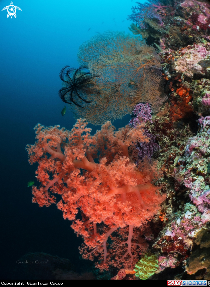A Coral Reef Wall
