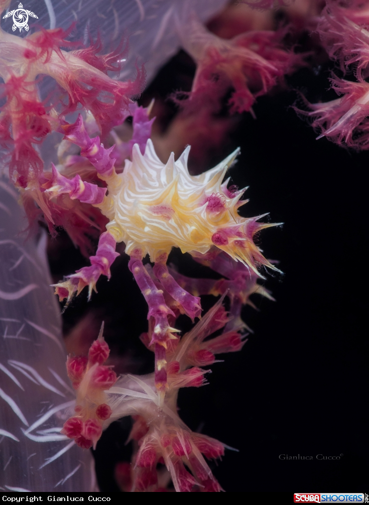 A Candy crab,Granchio degli alcionari.