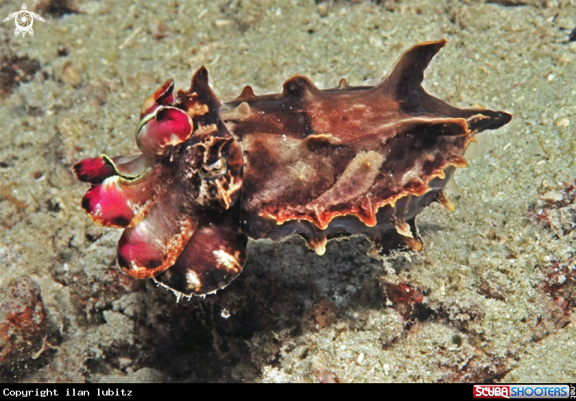 A cattelfish