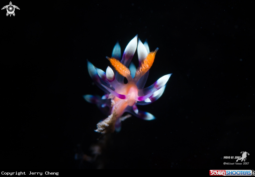 A  Flabellina exoptata