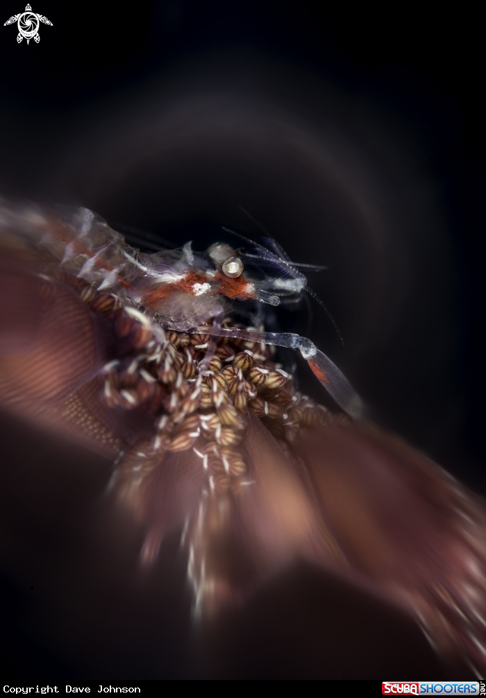 A Whip coral shrimp