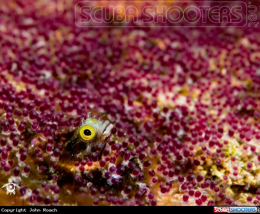 A Spinyhead Blenny