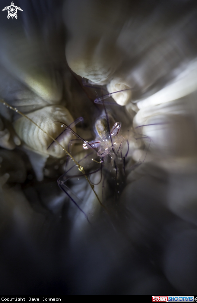 A Bubble coral shrimp
