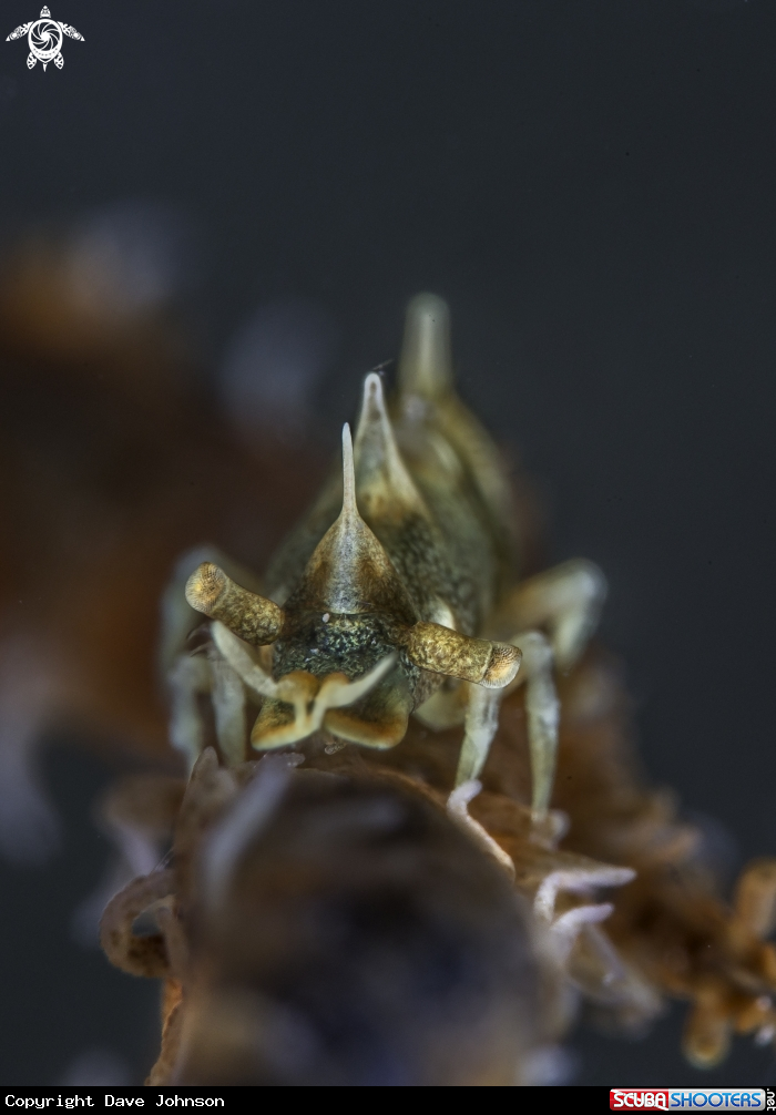 A Dragon Shrimp