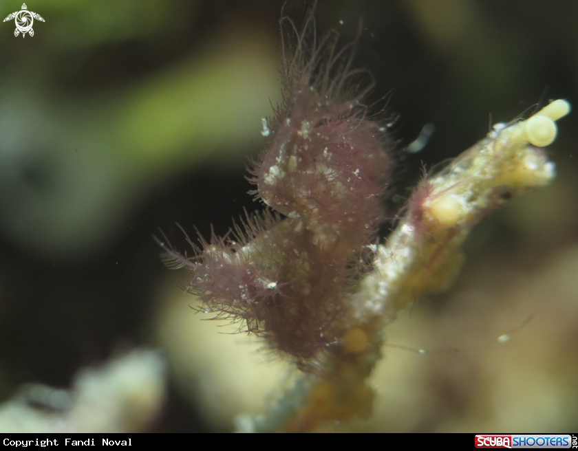 A Hairy Shrimp