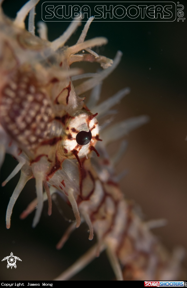 A Ornate Ghost Pipefish