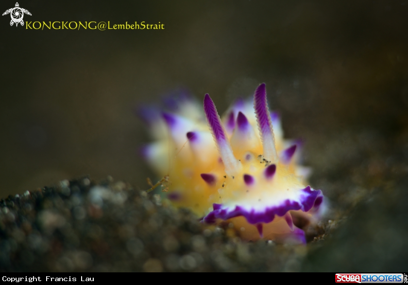 A Nudibranch