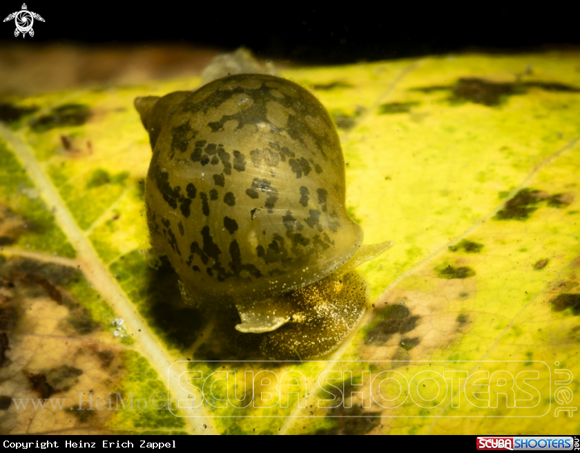 A Schlammschnecke (Lymnaeidae)