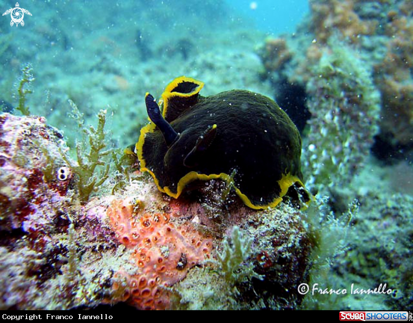 A Nudibranco