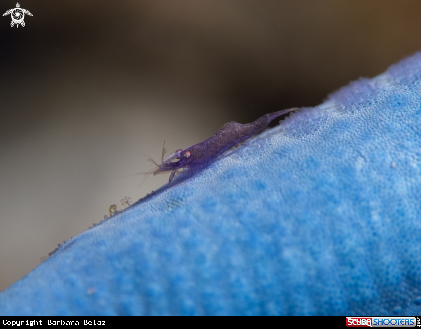 A Sea star shrimp
