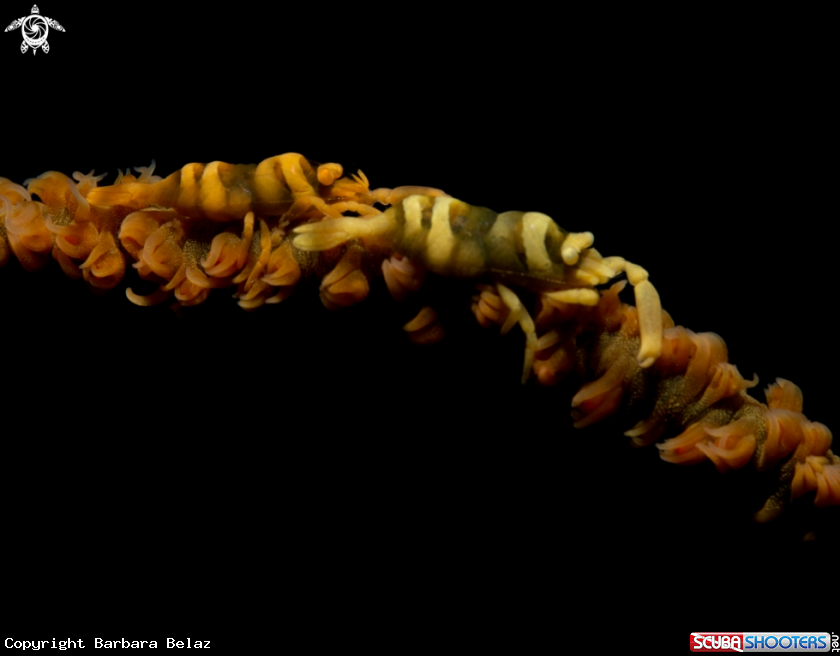 A Commensal Whip Shrimp 