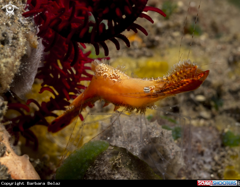 A duck shrimp