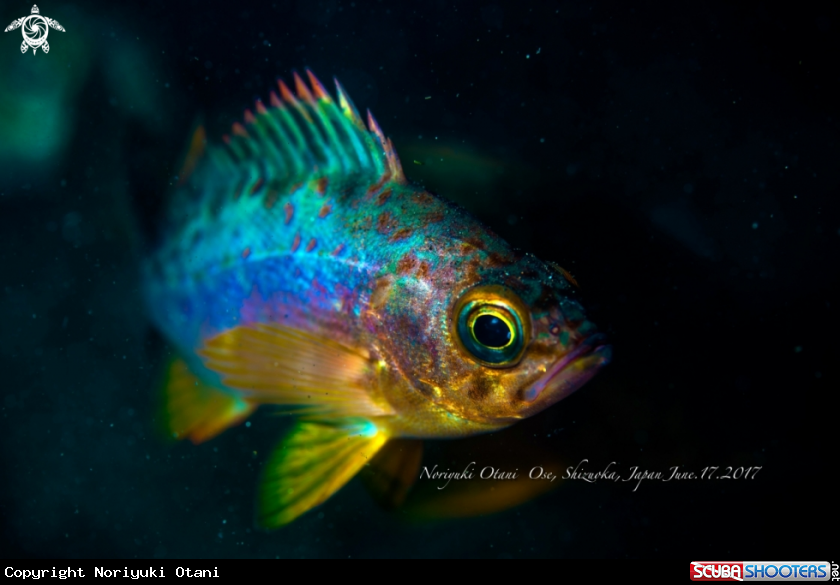 A Darkbanded rockfish