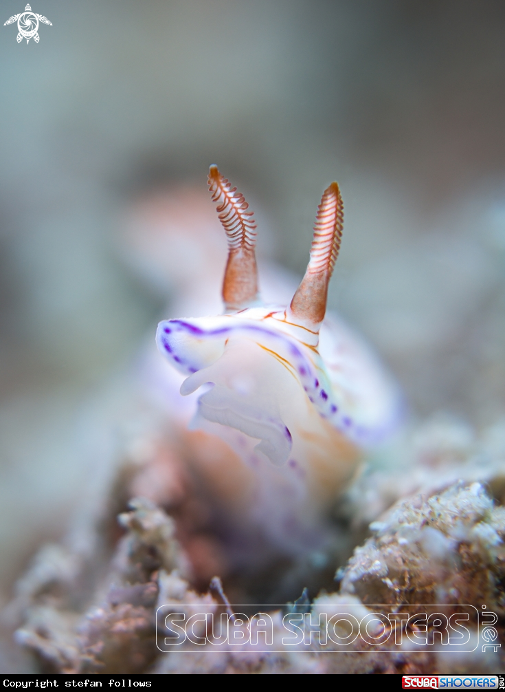 A Nudibranch
