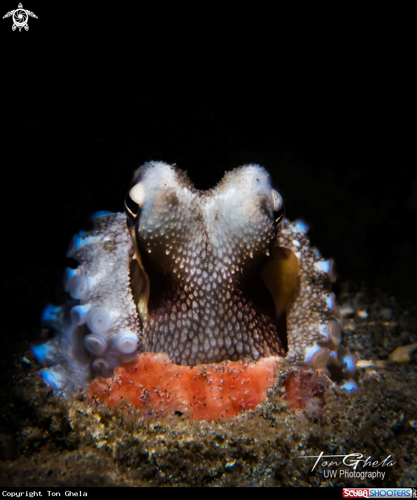 A Coconut Octopus