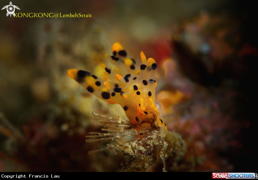 A Nudibranch