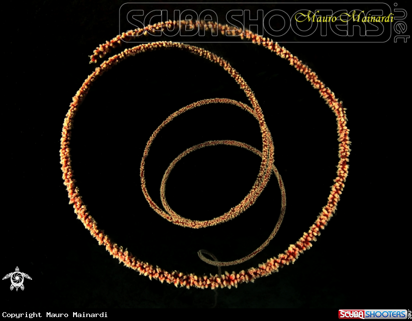 A Whip coral
