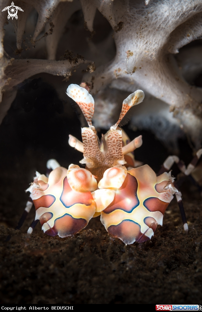 A Arlequin Shrimp