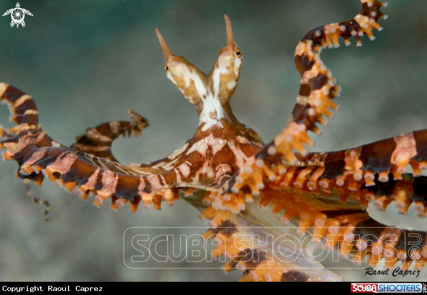 A Wunderpus photogenicus
