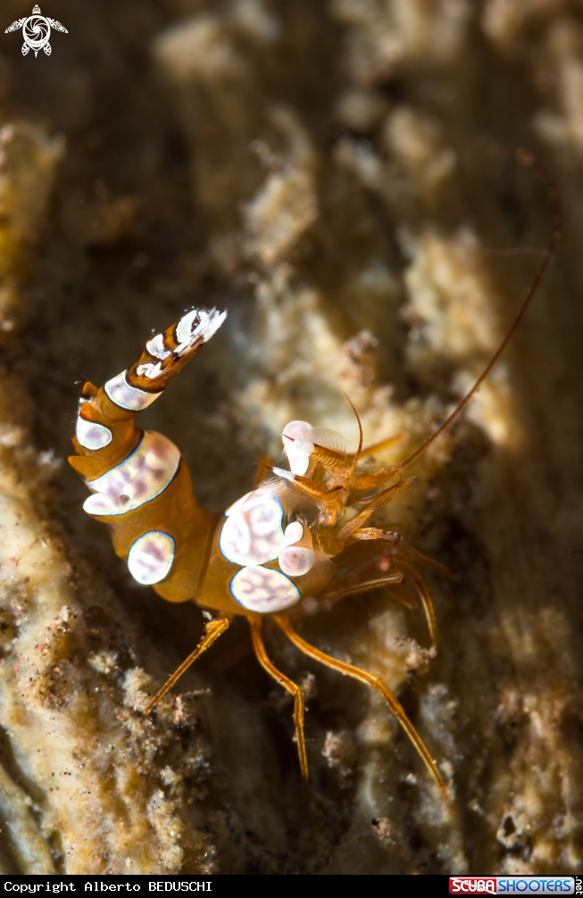 A Thor Shrimp