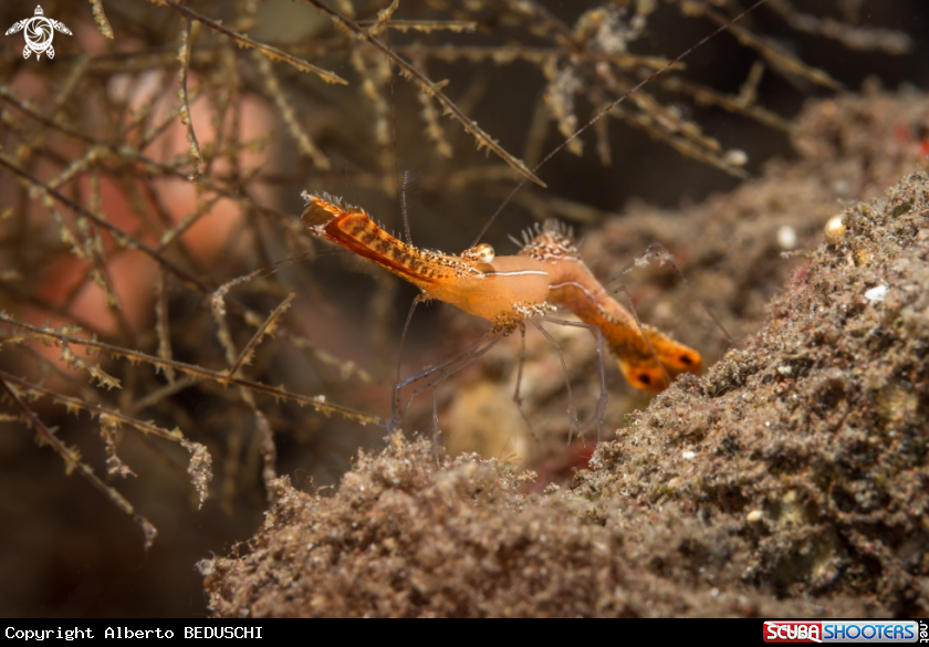 A Shrimp