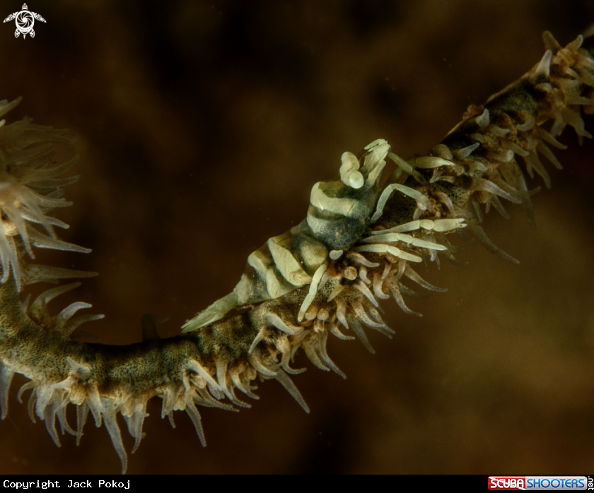 A Whip coral shrimp