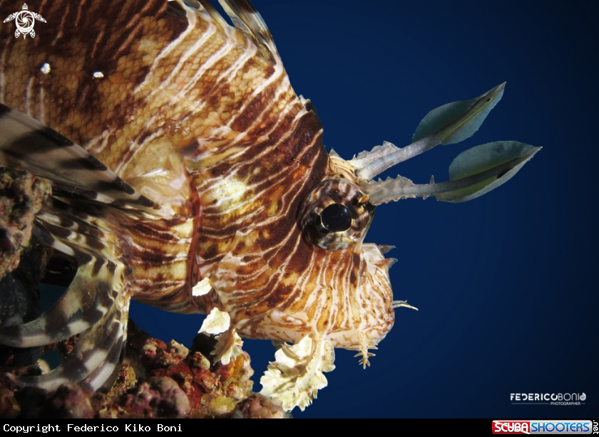 A Lionfish
