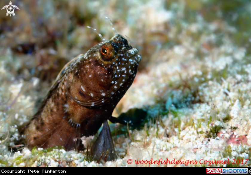 A Sailfin blenny