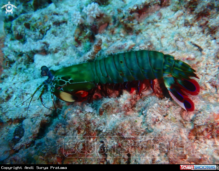 A Shrimp