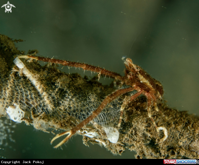 A Squat lobster