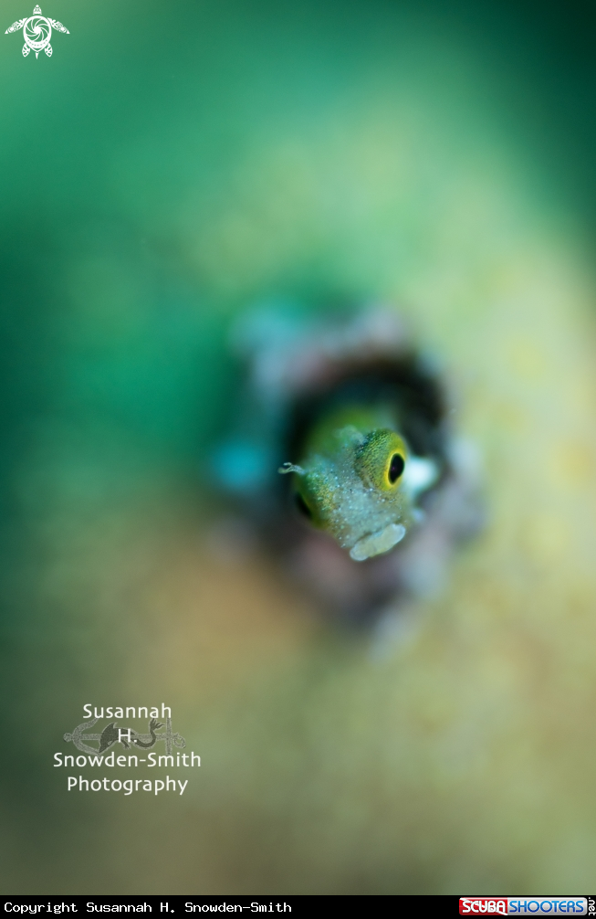 A Secretary blenny