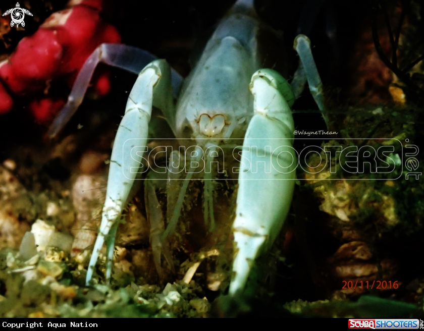 A Ghost Lobster